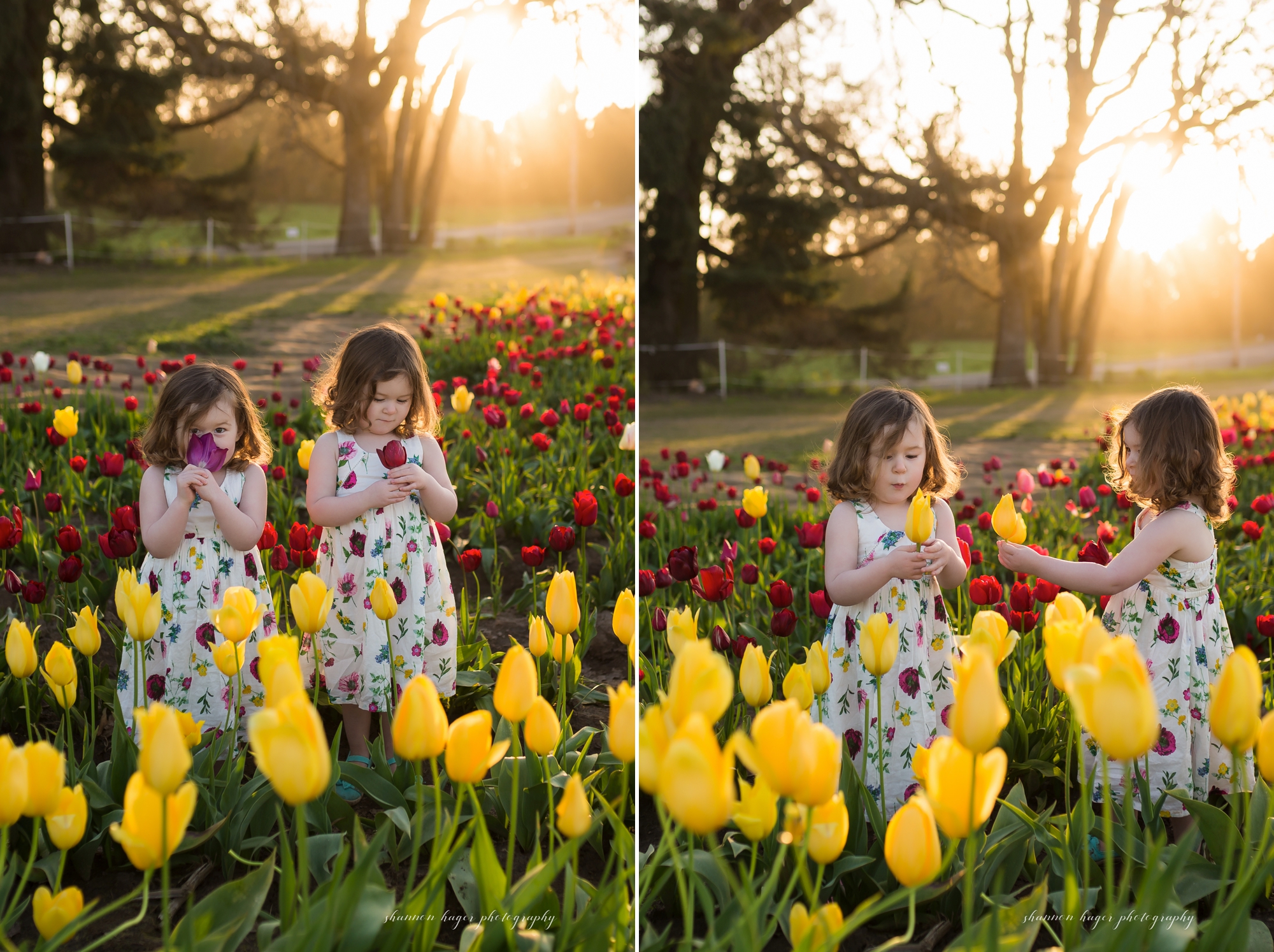 portland family photographer, tulip field mini session photos, family photos in tulip fields