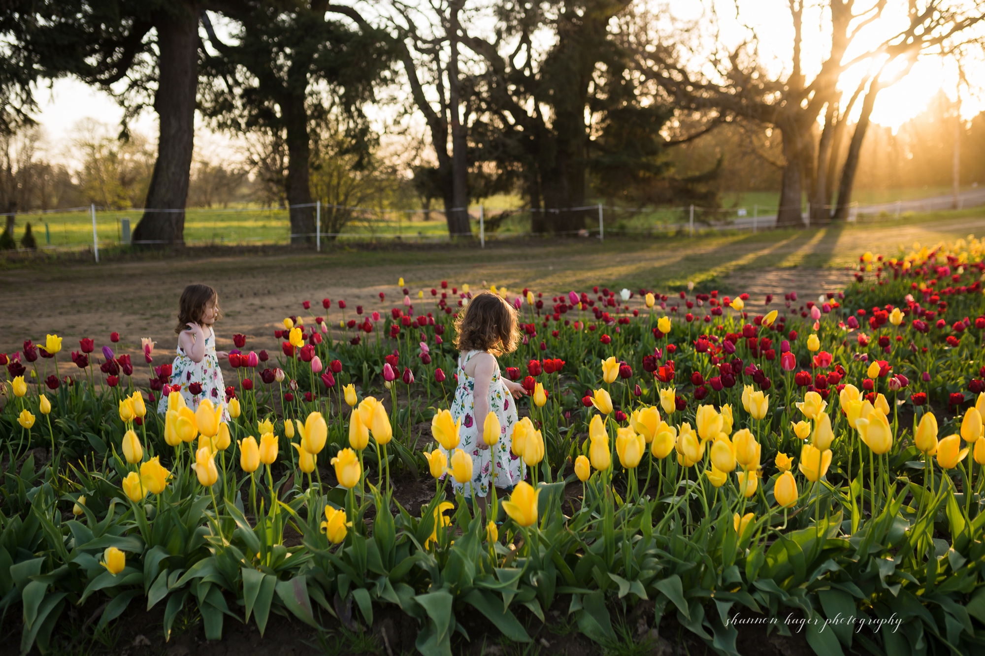tulip family session at wooden shoe farm, portland family mini sessions, spring photos oregon