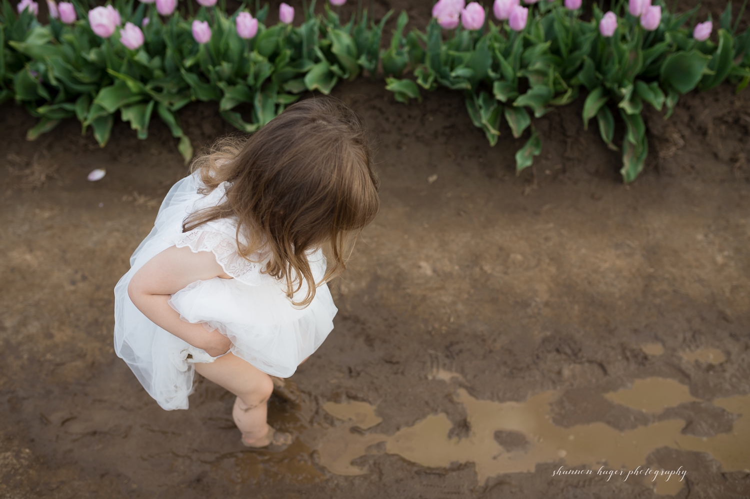 spring tulip field mini session, wooden shoe tulip farm photos, portland family photographer, little girl in the tulip fields