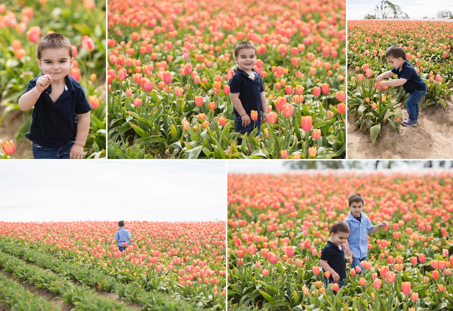 oregon tulip field family photographer, wooden shoe tulip farm
